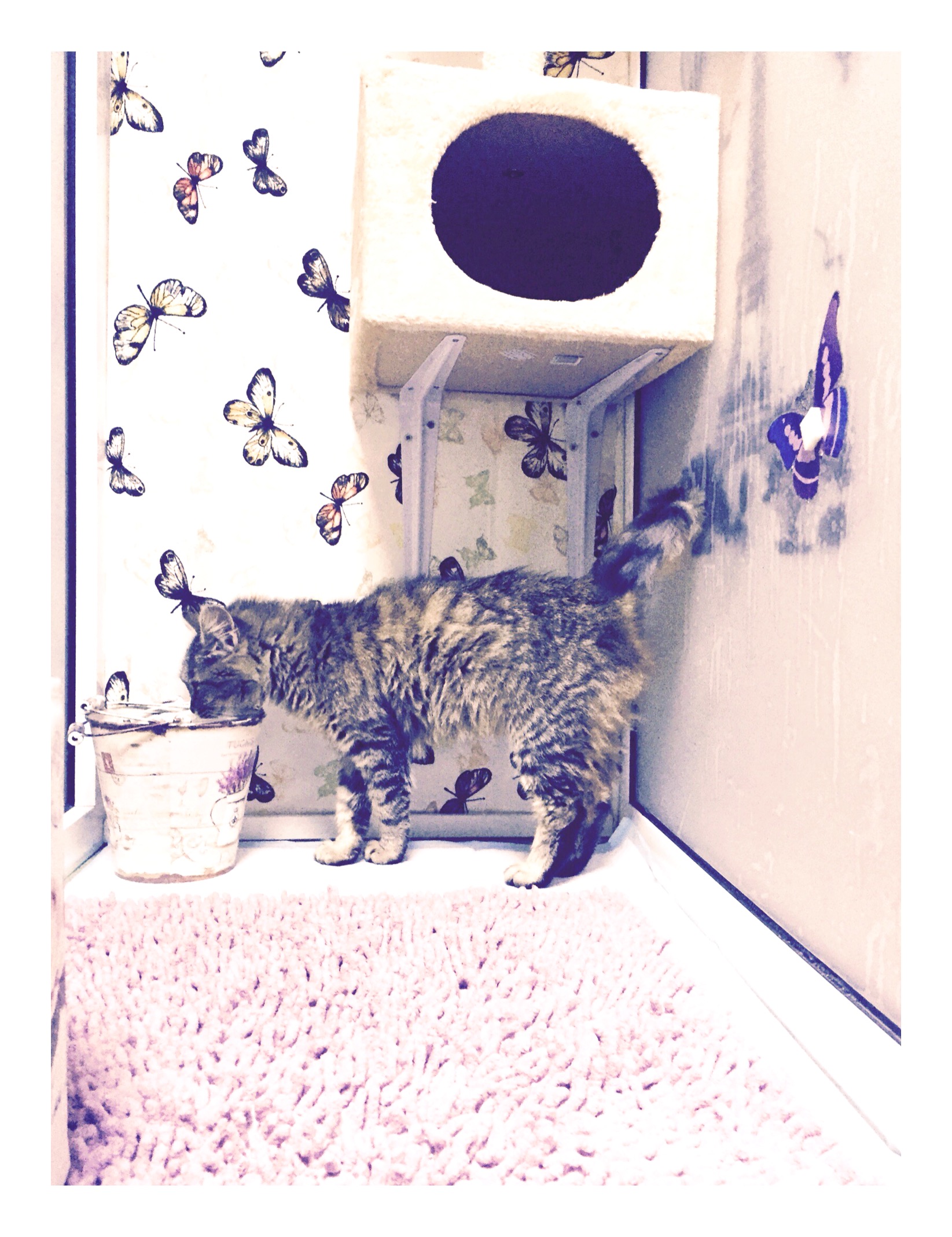 Pethotel pisica fly square