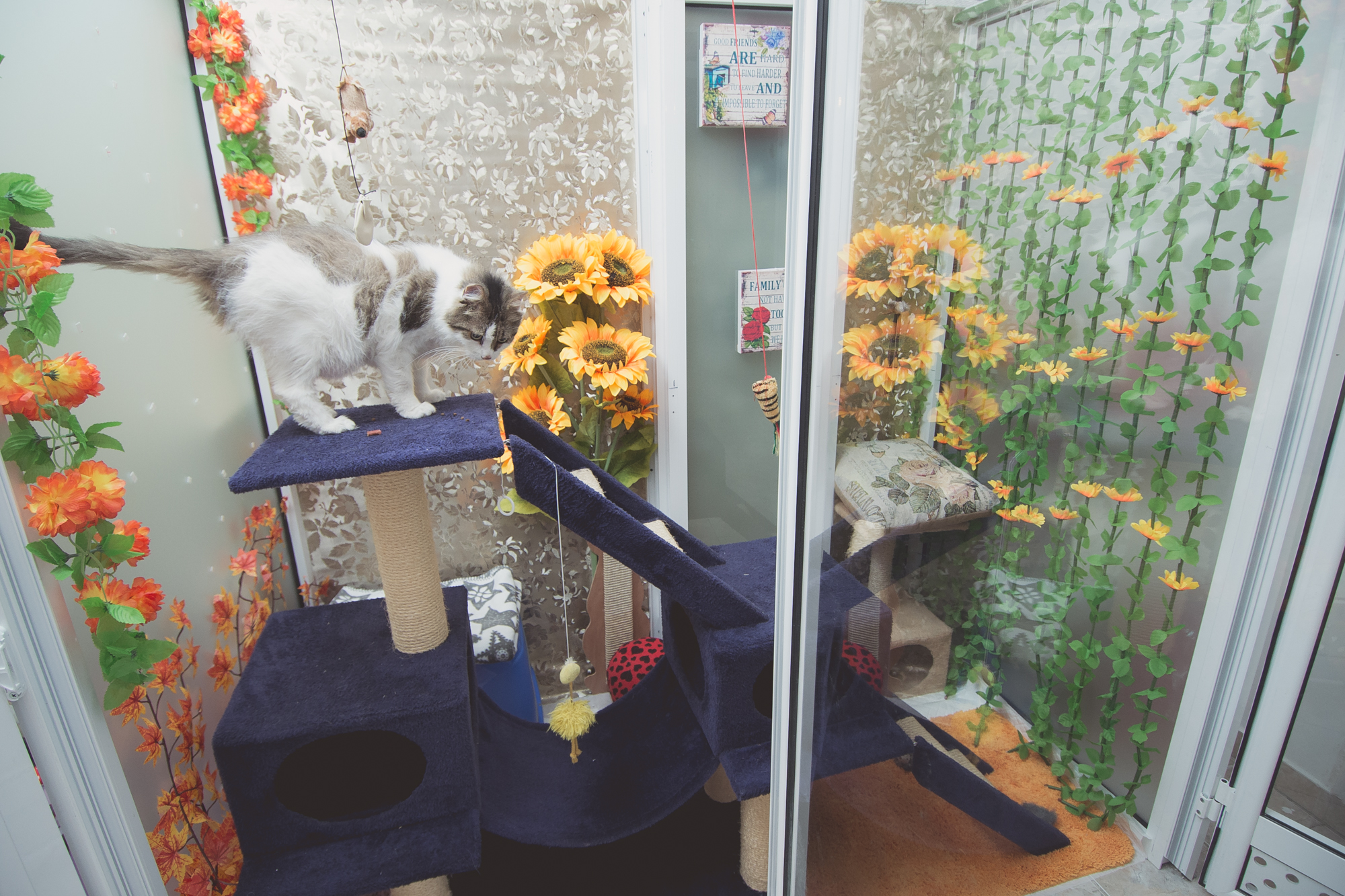 Pethotel33 orizontal